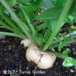 【有機種子】金カブ 甲高 小カブ タイプ【大袋1dl/粒数目安：65960粒】 Turnip Golden