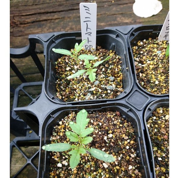 【有機種子】ミニトマト ラウンドレッド【大袋20ml/粒数目安：3467粒】Tomato:Cherry / Round Red