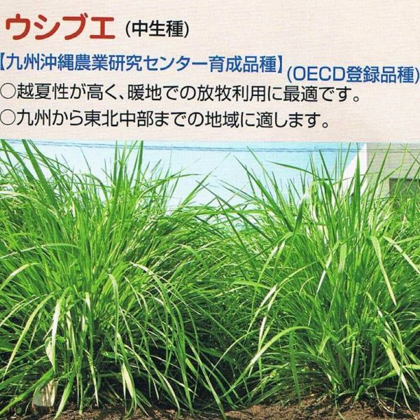 【牧草種子】トールフェスク｜ウシブエ【中生種】カネコ種苗製