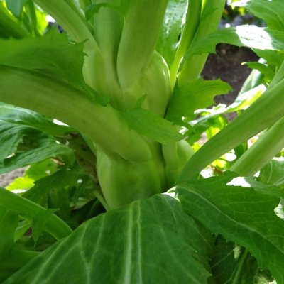 画像3: 有機野菜の土《甘くて、美味しい野菜づくり》家庭園芸用培養土【14L】