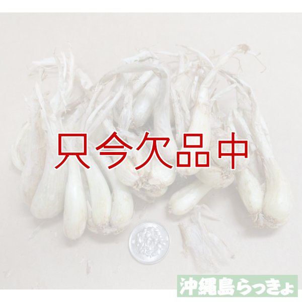 縄 島らっきょ【100g】沖縄健康野菜（栽培用種球