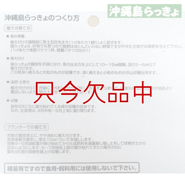 縄 島らっきょ【100g】沖縄健康野菜（栽培用種球