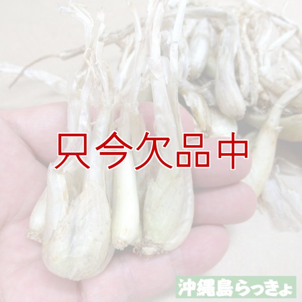 縄 島らっきょ【100g】沖縄健康野菜（栽培用種球