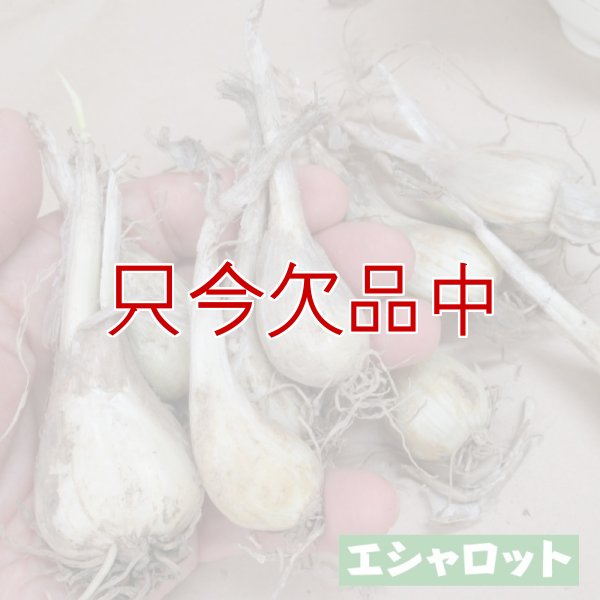 エシャロット（生食用ラッキョウ）