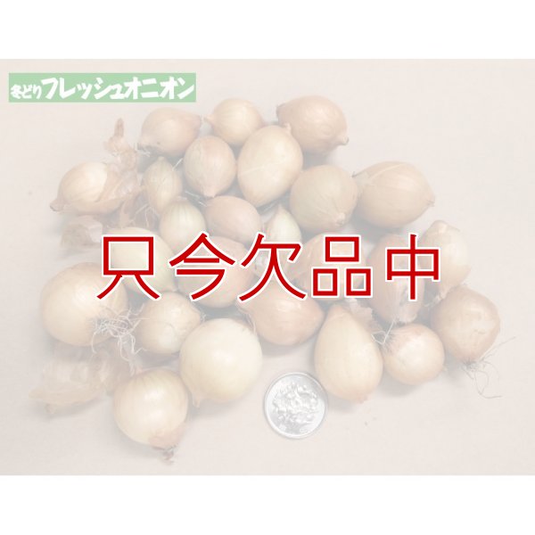 冬どりフレッシュオニオン