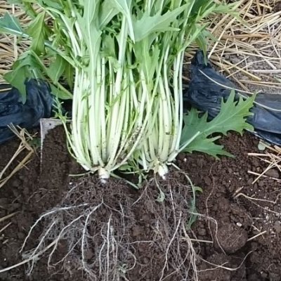 画像3: 粒状 かにがら肥料-粉粒体【20kgx5袋】【陸送地域のみ】【日祭日の配送および時間指定不可】