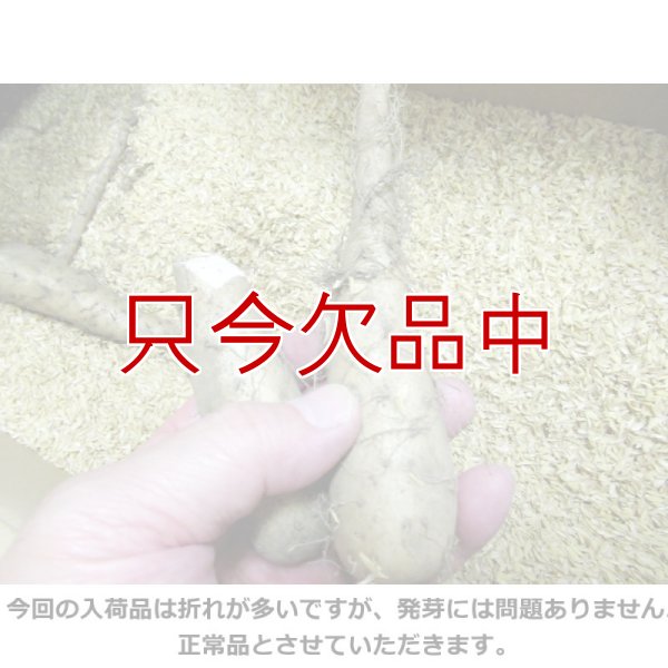 画像8: [完売・次回は2025年12月より予約開始します]ナガイモ-ずんぐり太郎-カネコ種苗選抜-種長芋【500g】らくらくナガイモシリーズ (8)