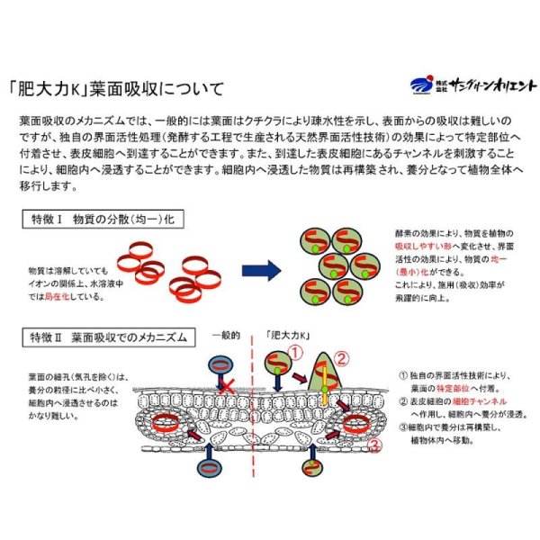 肥大力K　肥大促進カリウム葉面散布肥料【20kg】