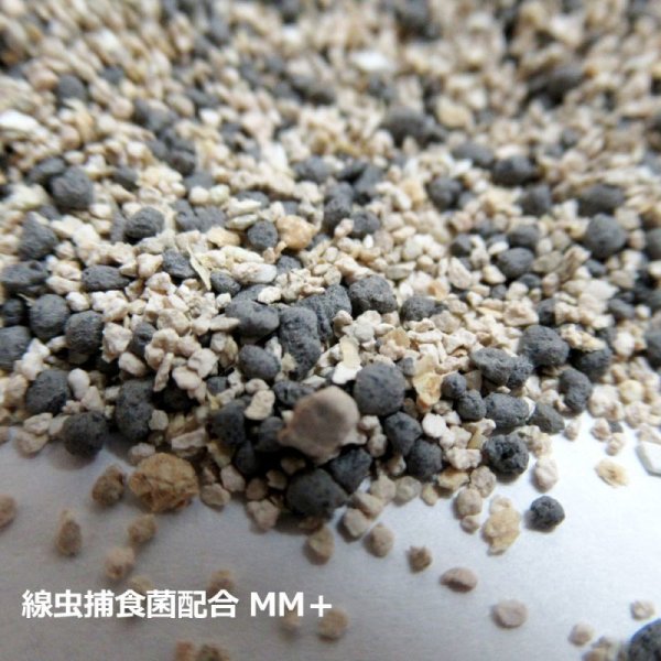 線虫捕食菌配合ケイ酸資材|MM+ |エムエムプラス