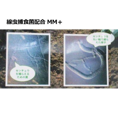 画像2: センチュウ捕食菌配合ケイ酸資材｜ＭＭ＋ エムエムプラス【5kg】