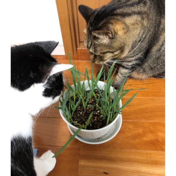 【猫草用種子】えん麦|薬剤無処理品