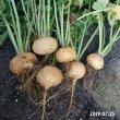 【有機種子】金カブ  Turnip Golden