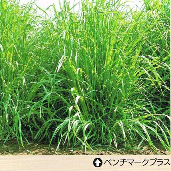 画像5: 【牧草種子】オーチャードグラス|ベンチマークプラス(早生種)|採草放牧兼用|耐寒性、耐雪性あり【1kg】嗜好性の高い人気の多年生牧草|カネコ種苗製 (5)