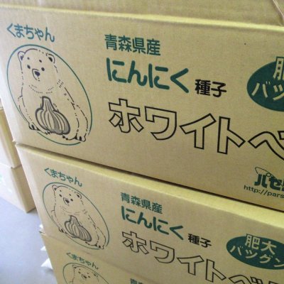 画像2: [2024年8月中旬の出荷品]《くまちゃんブランド》種ニンニク「福地ホワイト６片」【2Lサイズ・1kg入り】【食用可】【単独注文でお願いいたします】