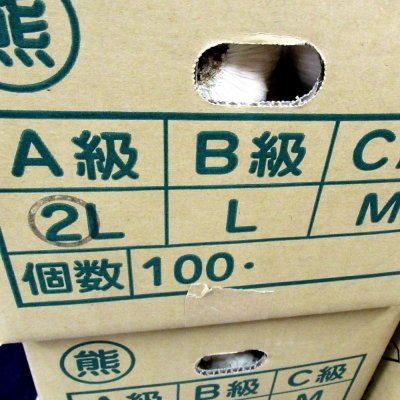 画像3: [予約受付中・2025年8月出荷品]《くまちゃんブランド》種ニンニク「福地ホワイト６片」【2Lサイズ・1kg入り】【食用可】【ほかの商品を混ぜず単独注文でお願いします】