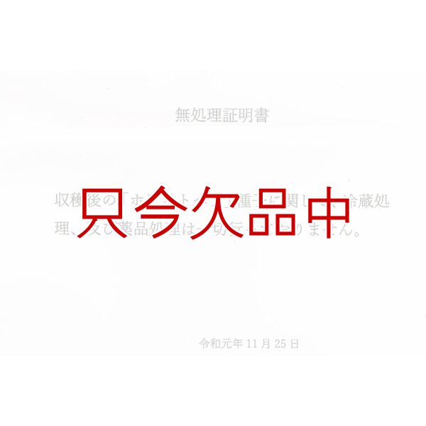 画像6: [完売][次回2026年3月より予約開始いたします]種ニンニク（くまちゃん）「福地ホワイト６片」【100g単位売り】【食用可】 (6)