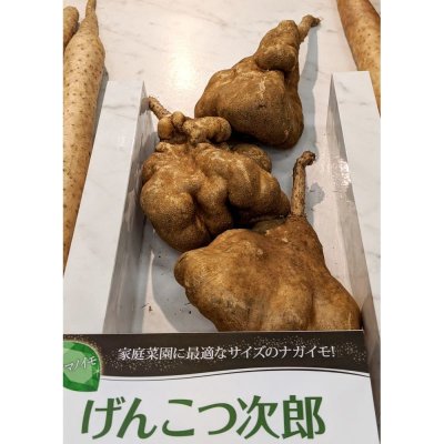 画像2: [完売・次回は2025年12月より予約開始します]ナガイモ-ゲンコツ次郎-カネコ種苗選抜-種長芋【500g】らくらくナガイモシリーズ
