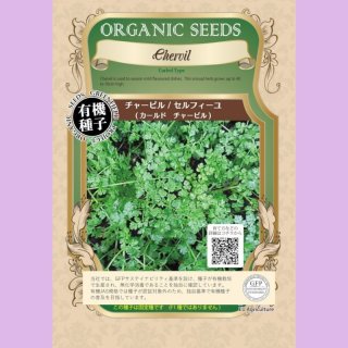 有機種子】ズッキーニ ブラックビューティー【大袋2dl】Zucchini