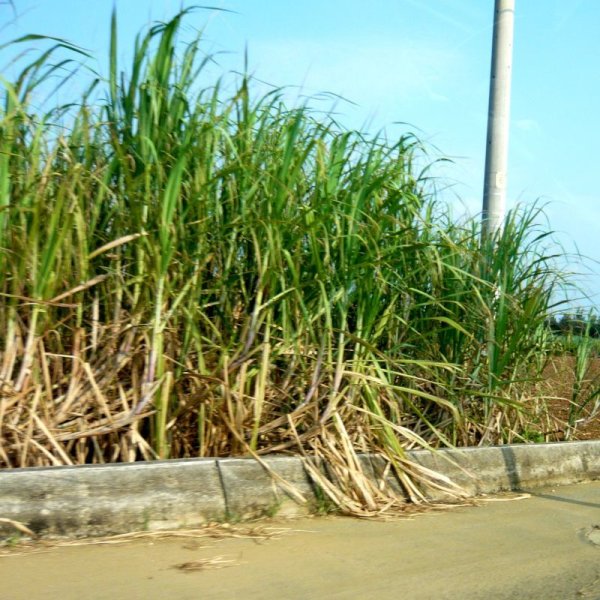 画像7: 有機液体肥料-サトウキビのちから水０８５（N0-P8-K5）【4L】 (7)