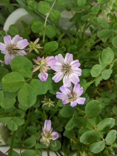 水菜商品 619YFhibadL._AC_SY200_QL15_.jpg