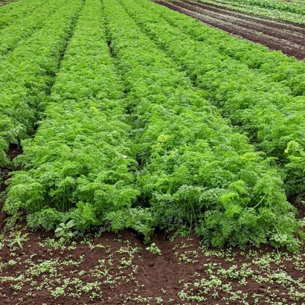 画像5: 【有機種子】ニンジン ナンテス【大袋2dl】Carrot : Nantes (5)