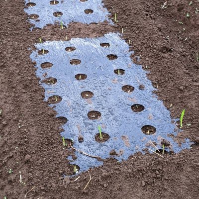画像1: [予約受付中・2025年7月出荷品][山口県産]赤丸にんにく｜種子用大蒜｜りん片10片入※この商品は単独でご注文ください。