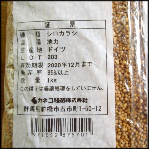 シロカラシ《地力》