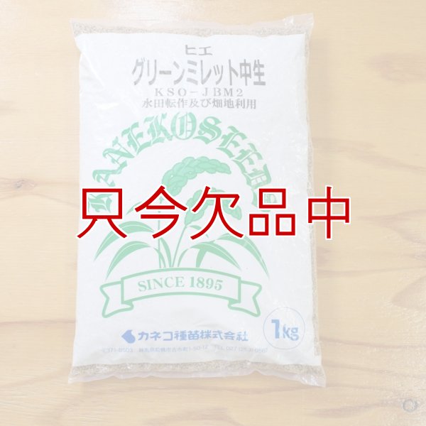 グリーンミレット｜栽培ひえ