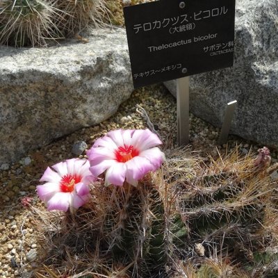 画像2: サボテン・多肉植物の土《高品質》【約5L】