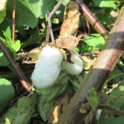 画像1: 【有機種子】和綿（わめん）大島在来【大袋2dl】Gossypium Arboreum