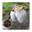 【有機種子】和綿（わめん）大島在来【大袋2dl】Gossypium Arboreum