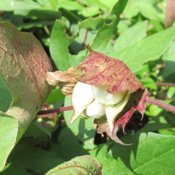 【有機種子】和綿(わめん)大島在来【大袋2dl】Gossypium Arboreum