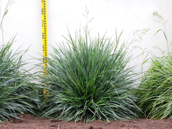 トールフェスク タイタニウムG LS（Lateral Spread）