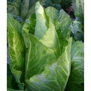 キャベツ　20玉　15 キャベツ 20玉 01