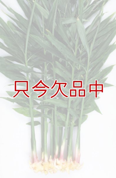 三州ショウガ｜タネしょうが（小生姜）【500g】千葉県産種生姜