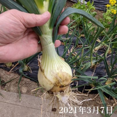 画像2: [予約受付中・2025年7月出荷品]【岡山産・種球】冬どりフレッシュオニオン｜健康野菜（栽培用種球）150g｜約30球入り※この商品は単独でご注文ください。
