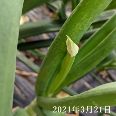 画像3: [予約受付中・2025年7月出荷品]【岡山産・種球】冬どりフレッシュオニオン｜健康野菜（栽培用種球）150g｜約30球入り※この商品は単独でご注文ください。