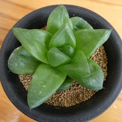 画像2: 多肉植物　サボテン専用肥料（5-6-5）粉体【330g】有機成分配合｜アミノール化学研究所