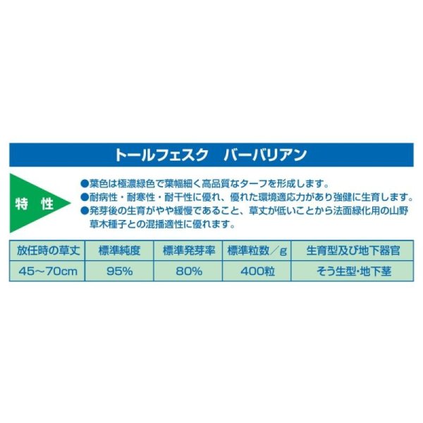 トールフェスクバーバリアン