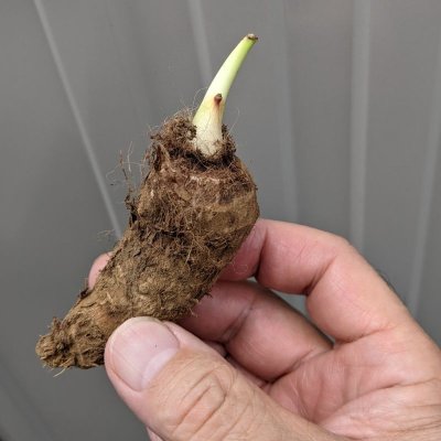 画像1: 【種芋】タネ里芋（サトイモ）「土垂れ（どだれ）」【500g】子芋食用種｜ぬめり多く食感の良い人気の里芋