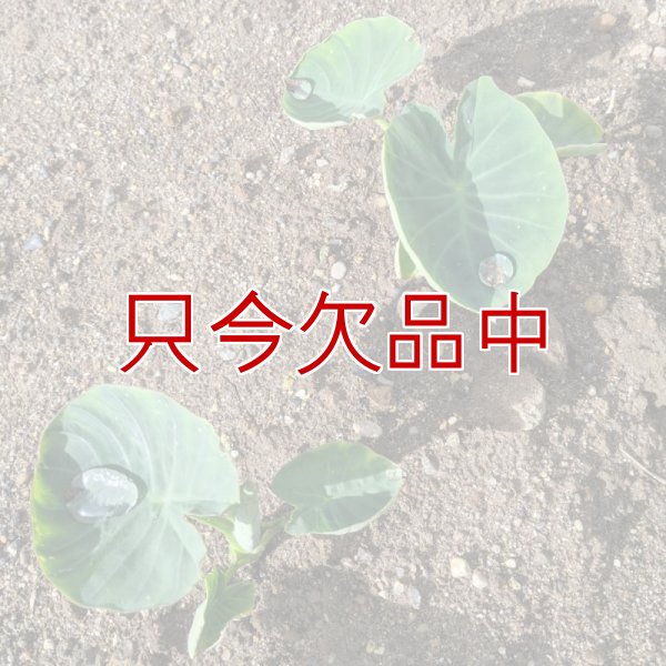 【種芋】タネ里芋（サトイモ）「土垂れ（どだれ）」【500g】
