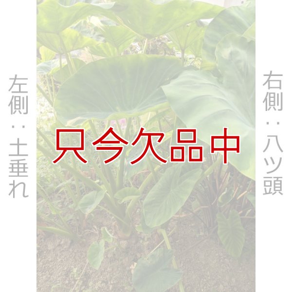 【種芋】タネ里芋（サトイモ）「土垂れ（どだれ）」【500g】