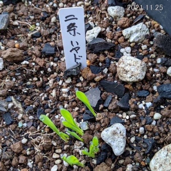 二条大麦|ハヤドリ2【極早生種】|カネコ種苗製