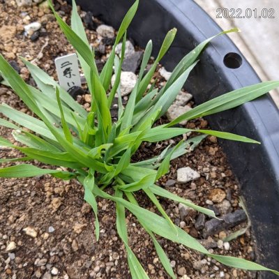 画像3: 二条大麦|ハヤドリ2【極早生種】【1kg】カネコ種苗製