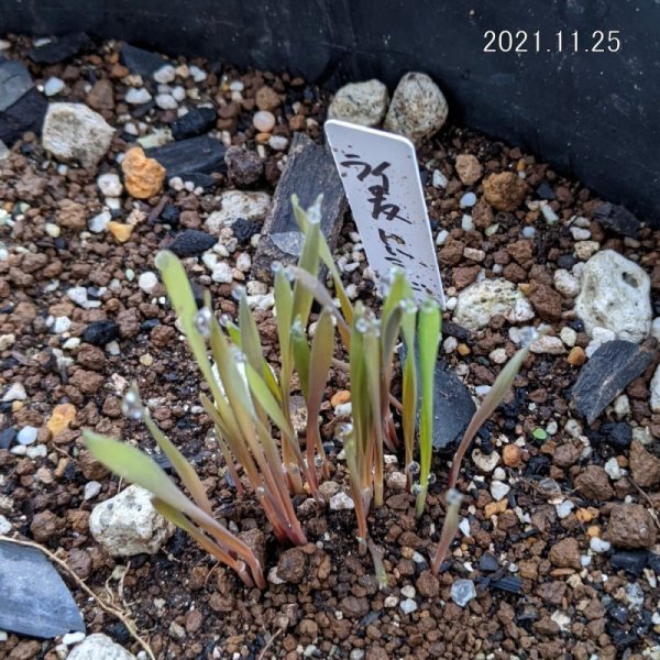 ライ麦｜ハルミドリ