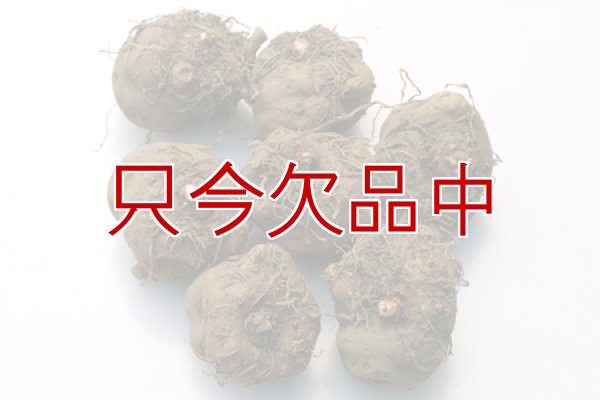 コンニャク種芋 2年子