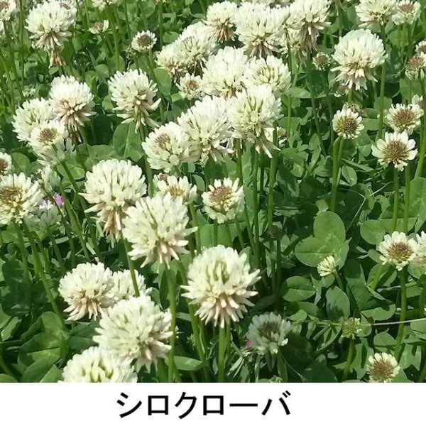 シロクローバ|ボンバス(大葉種)