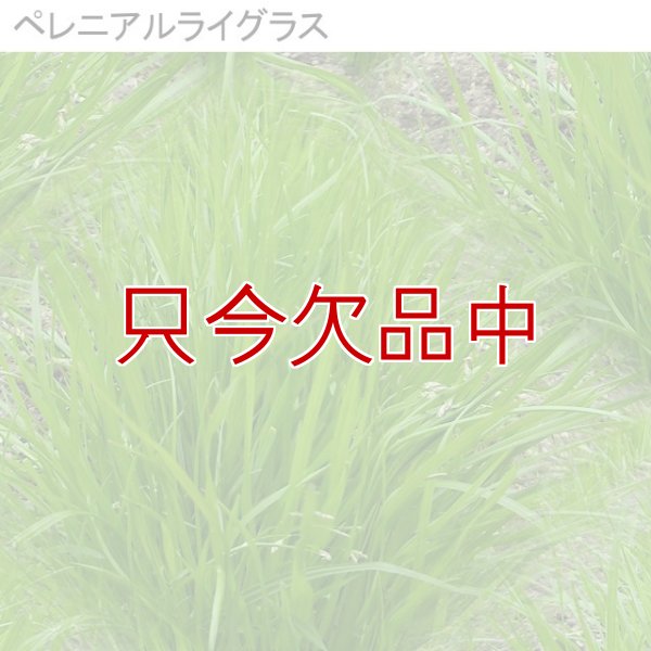 【新発売】【牧草種子】ペレニア新品種｜夏ごしペレ【1kg】