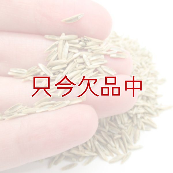 【新発売】【牧草種子】ペレニア新品種｜夏ごしペレ【1kg】