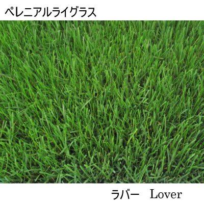 画像2: 西洋芝の種：J.オーバーシードDX（エバーグリーン用）【1L袋入り】約10平方ｍ用｜重ね播きで一年中グリーンの芝生